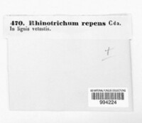 Rhinotrichum repens image